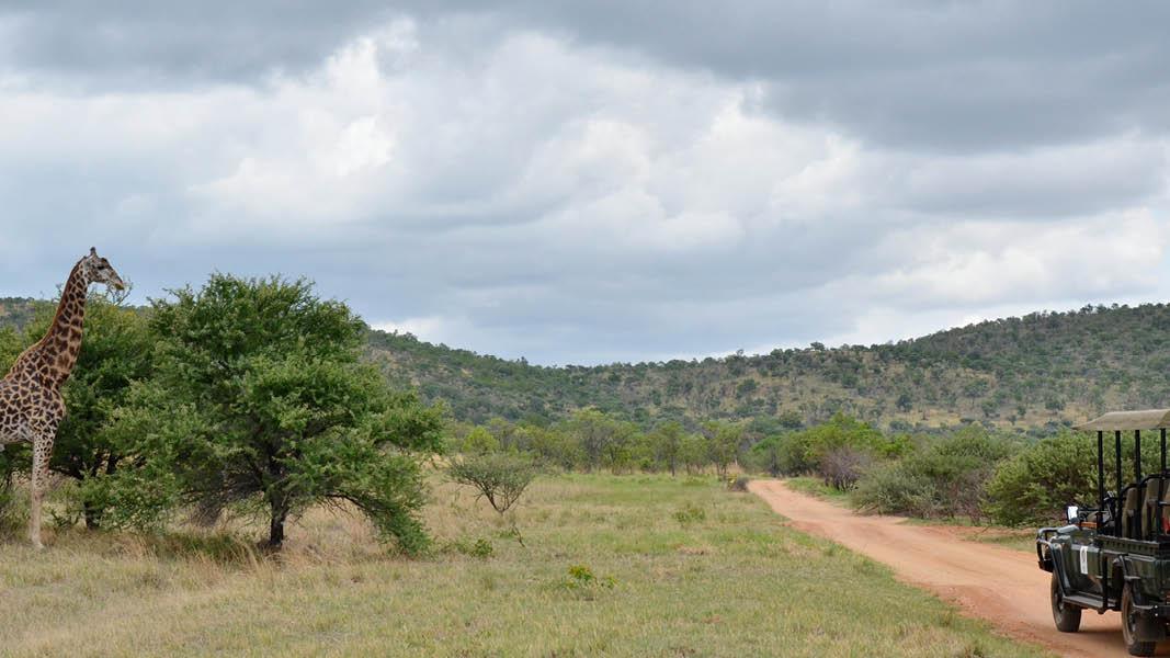 Giraf ved Mabula Game Lodge